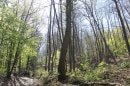 Forêt de Gif-sur-Yvette